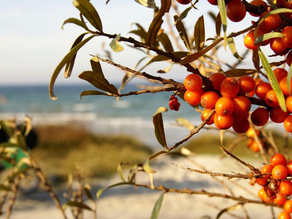 The Wonders of Sea Buckthorn Oil: Why We Love This Skincare Superfood